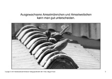 Bilderbuch-Amsel-SW-3.pdf